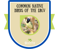 Badge for Common Native Birds of the LRGV challenge