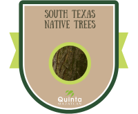 Badge for South Texas Native Trees challenge