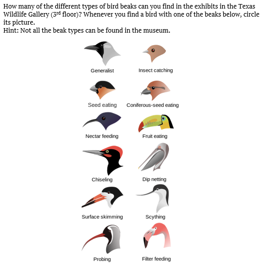 Birds with different beaks
