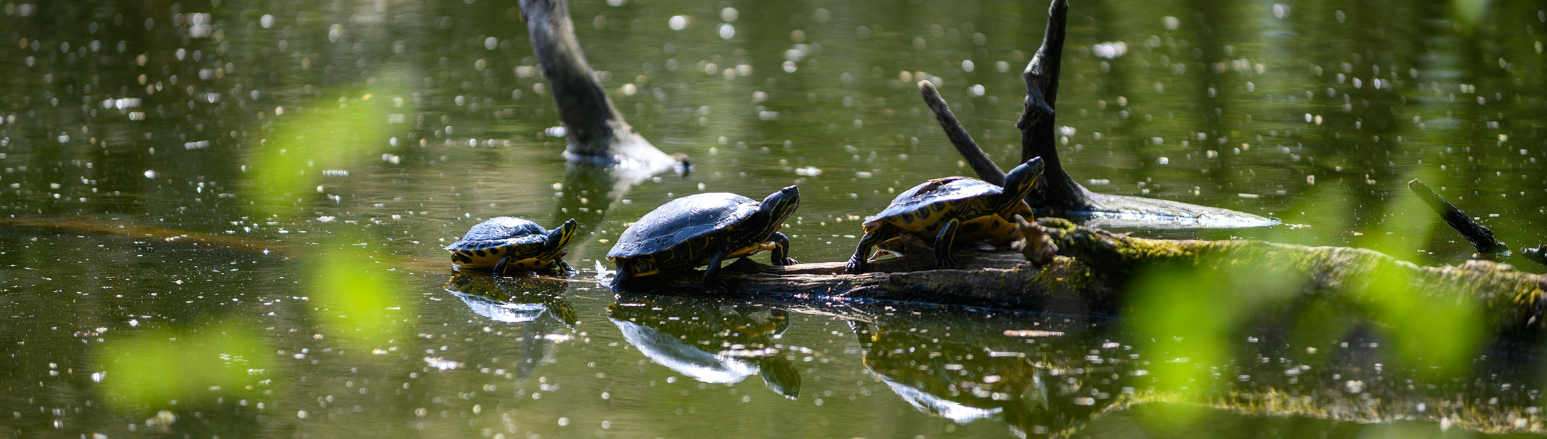 Three little turtle's enjoy the warm rays of the sun on this early spring day.