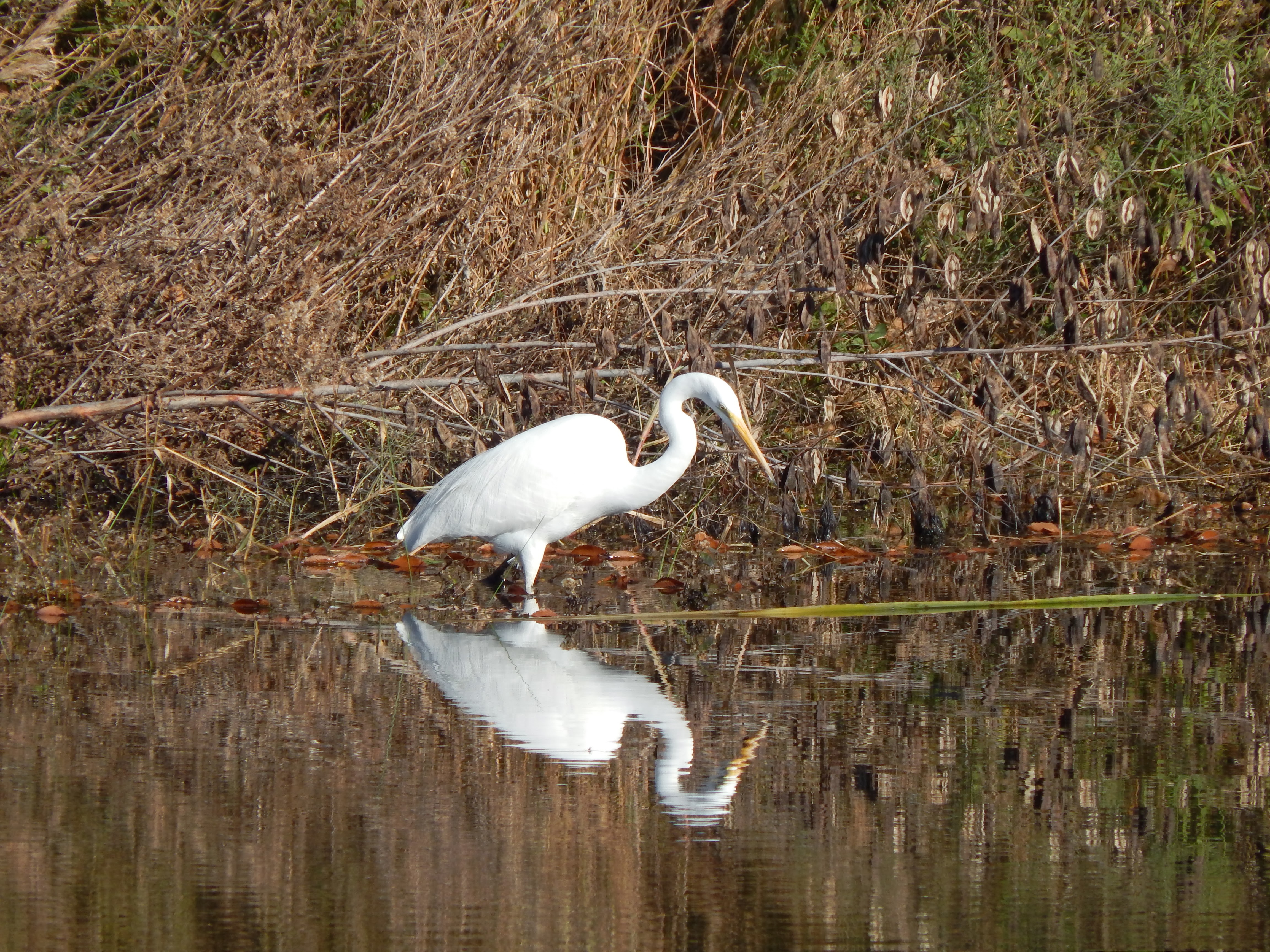 Great egret