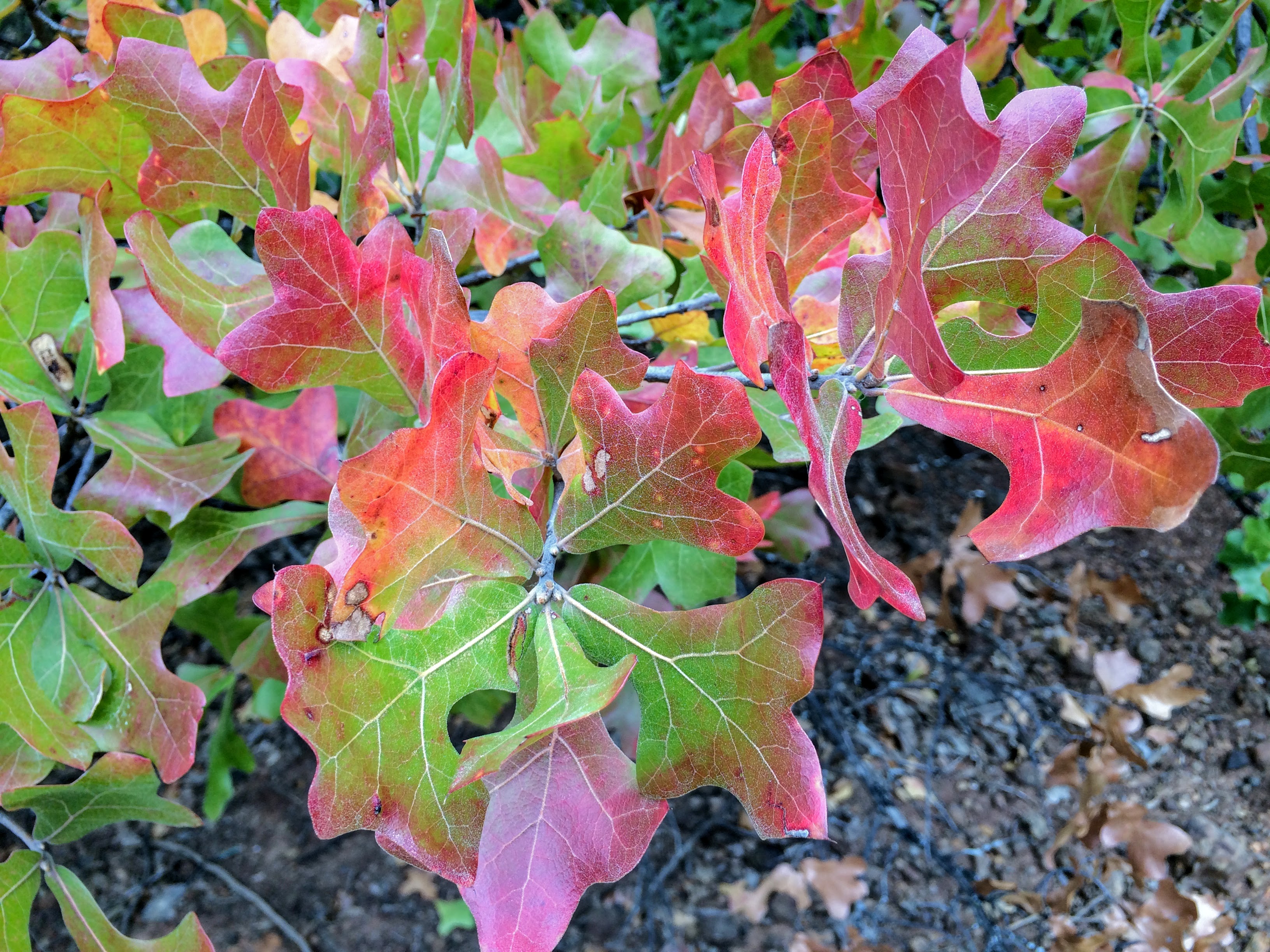 Blackjack oak leaves