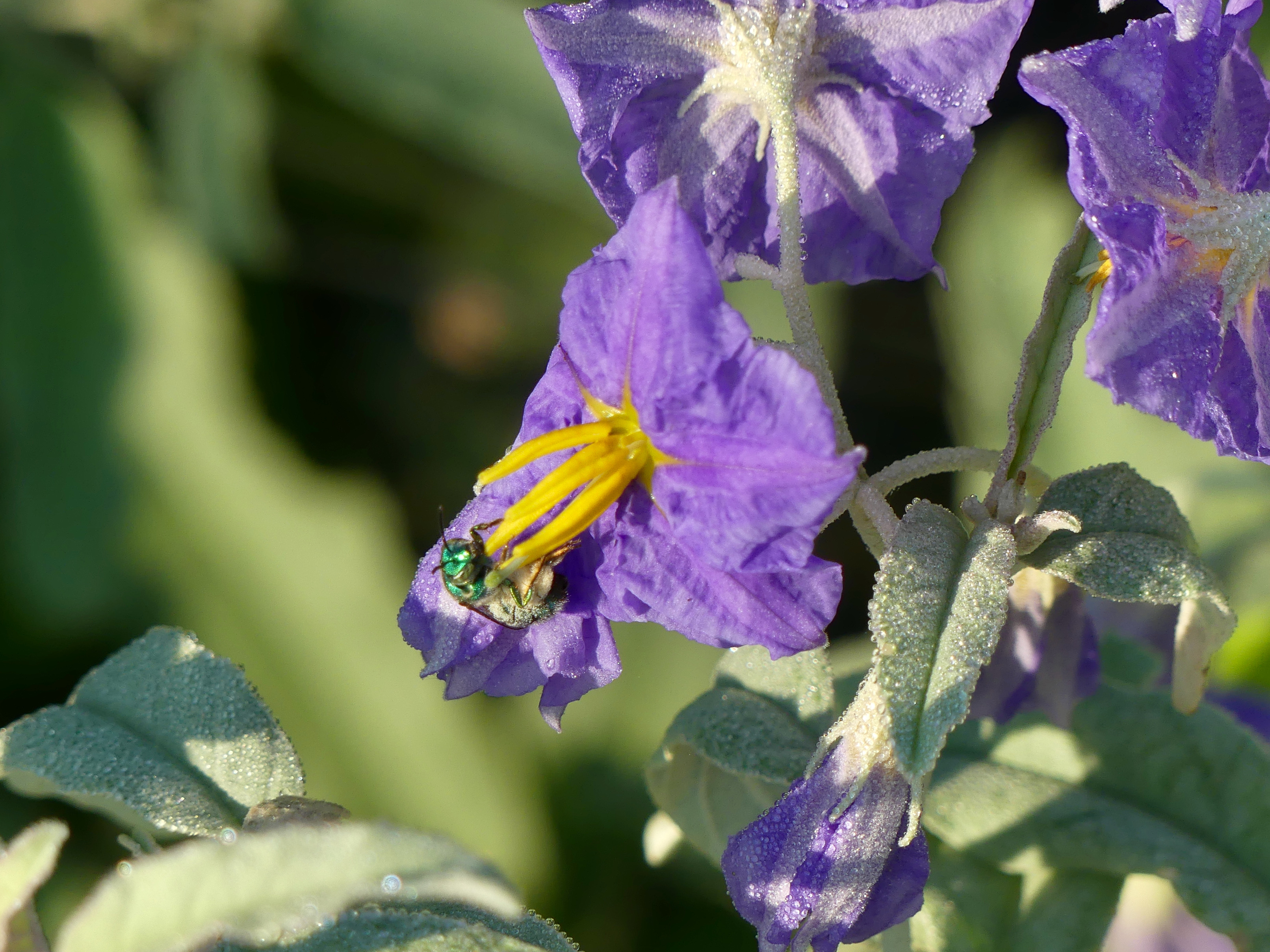 Silverleaf nightshade