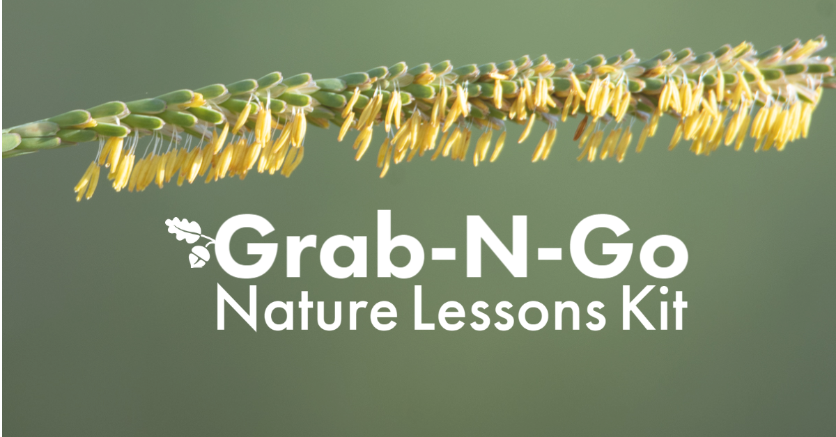 Grass seed head horizontal across the top of the picture. Words "Grab-N-Go Nature Lessons Kit" 